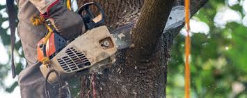 Best Firewood Processing and Delivery  in Lincoln, MO