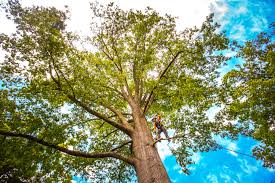 Best Emergency Tree Removal  in Lincoln, MO