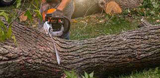 Best Tree Mulching  in Lincoln, MO