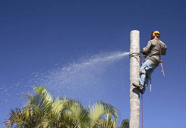 Best Lawn Watering Services  in Lincoln, MO