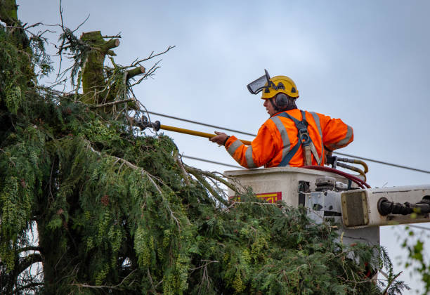 Best Tree Trimming and Pruning  in Lincoln, MO