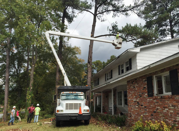 Best Tree Maintenance Programs  in Lincoln, MO