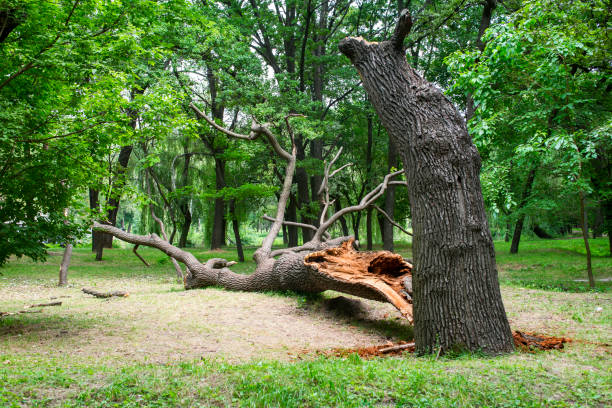 Best Fruit Tree Pruning  in Lincoln, MO