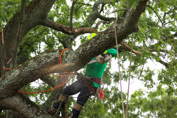 Best Root Management and Removal  in Lincoln, MO