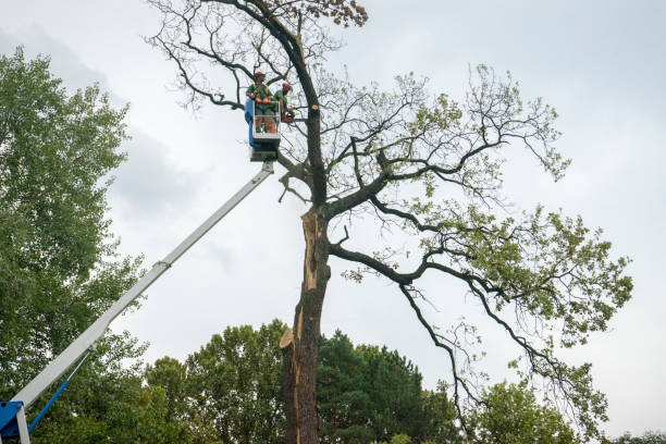 Reliable Lincoln, MO Tree Care Solutions