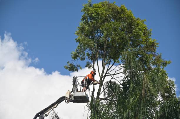 Best Tree Cabling and Bracing  in Lincoln, MO
