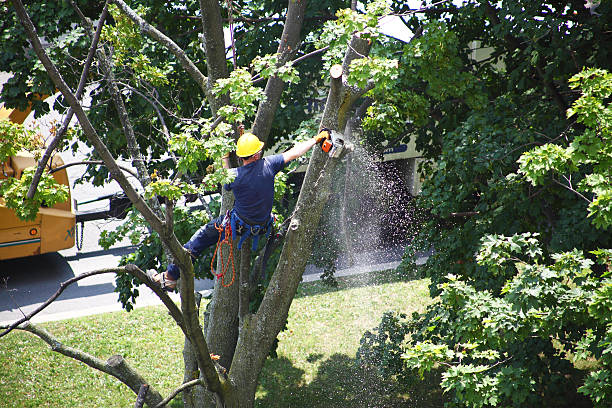 Best Lawn Disease Treatment  in Lincoln, MO