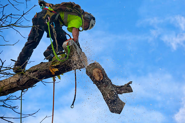 Best Commercial Tree Services  in Lincoln, MO