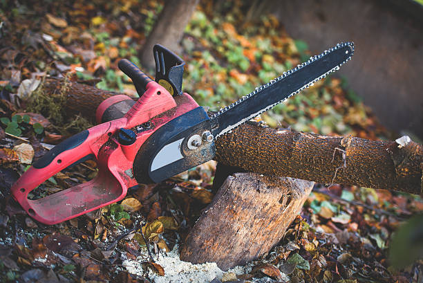 Tree and Shrub Care in Lincoln, MO