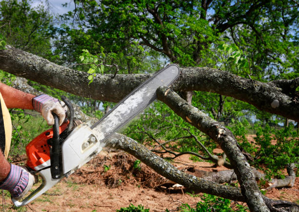 How Our Tree Care Process Works  in  Lincoln, MO