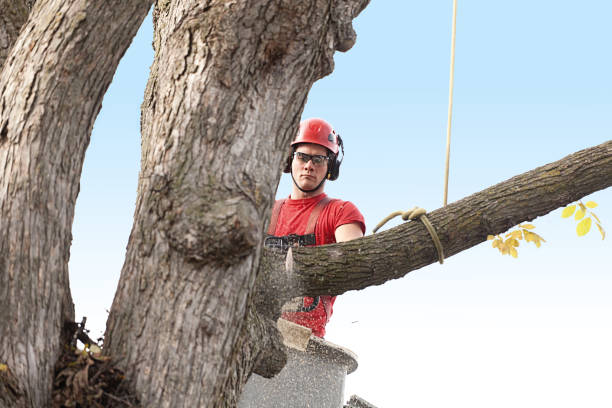  Lincoln, MO Tree Care Pros